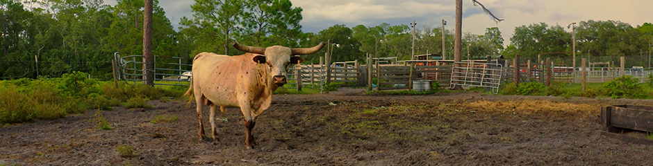 State of Rodeo